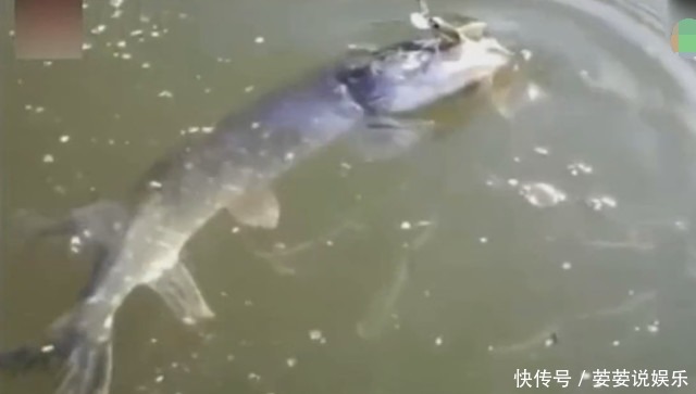 男子钓鱼时发现鱼漂不停的抖动,提上来后却把他看傻眼了