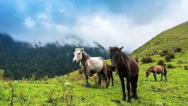 概念|野腾心概念：卓西牧场 7.28 想带你一起，去看“小塔公草原”的闲云牛马！