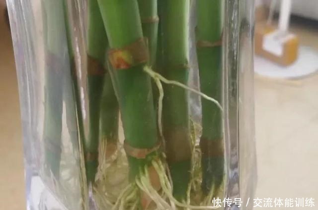 浇花水摻点它,比营养液、淘米水还肥,家里花草长得叶绿、花多!