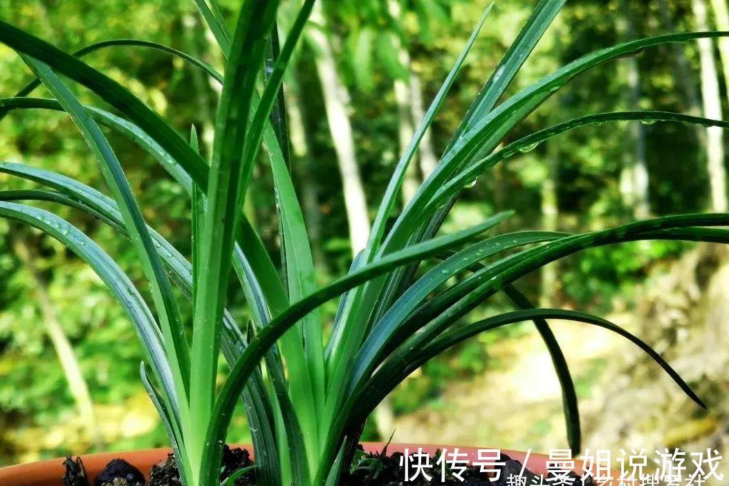 兰花叶尖常有枯黄焦黑，有没有实用的技巧，轻松就解决问题？