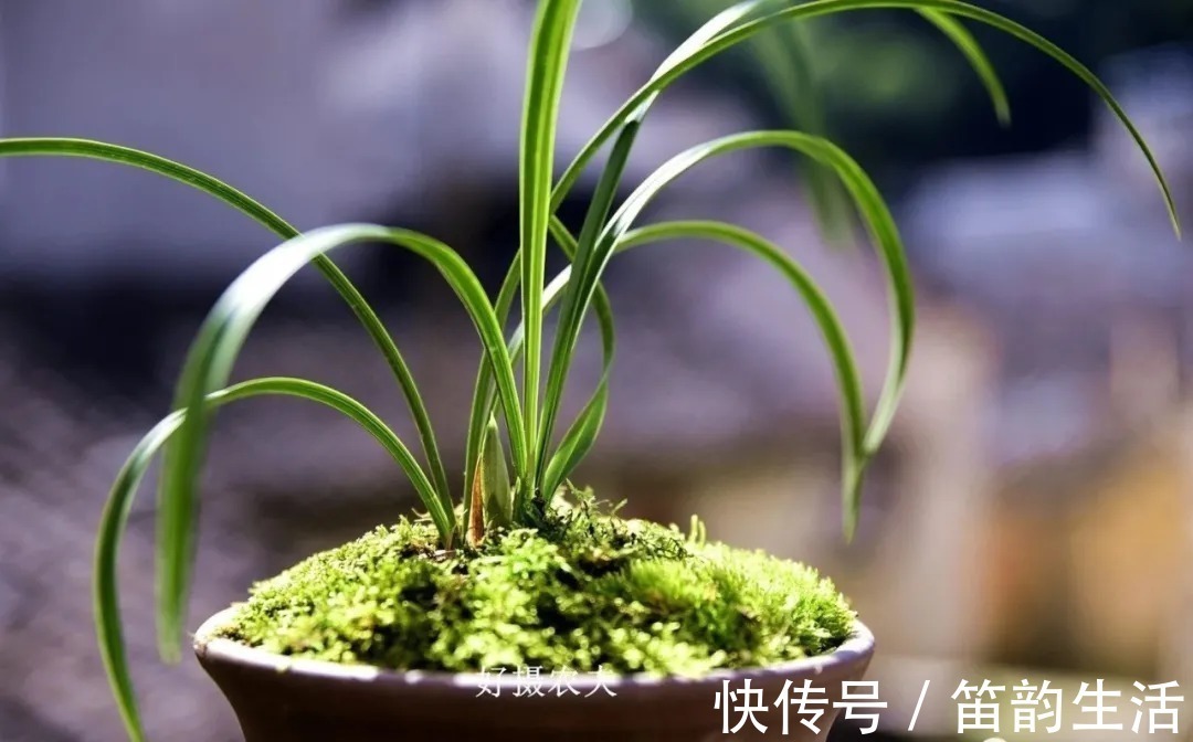 孕蕾|夏天太热,养兰花如果犯一个错,可能导致难孕蕾、不开花