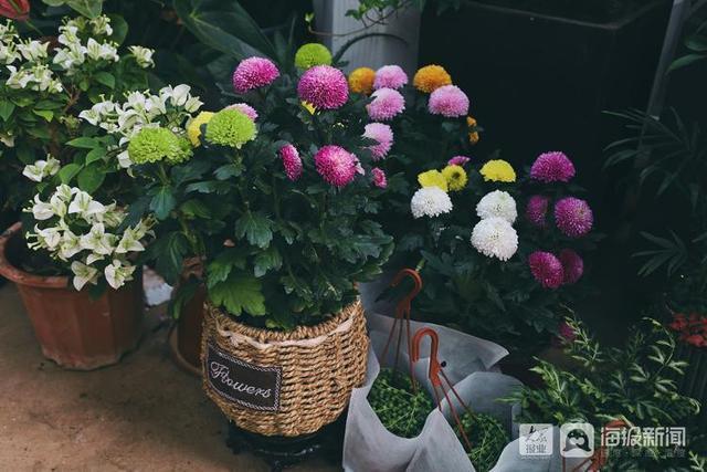 年宵花市场开始备货蝴蝶兰仙客来20-50元盆受市民青睐