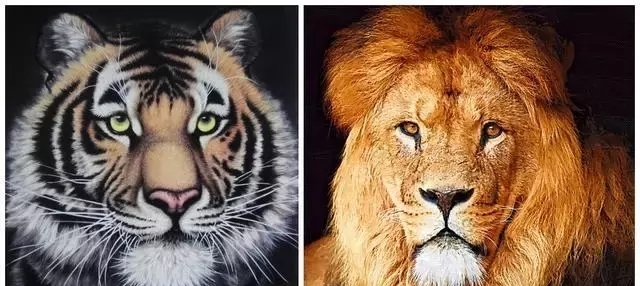 厉害|老虎和狮子谁厉害?东汉皇帝做了个实验