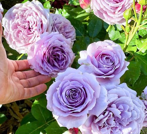  季花|推荐10款蓝紫系月季，仙气十足，总有一款是你喜欢的