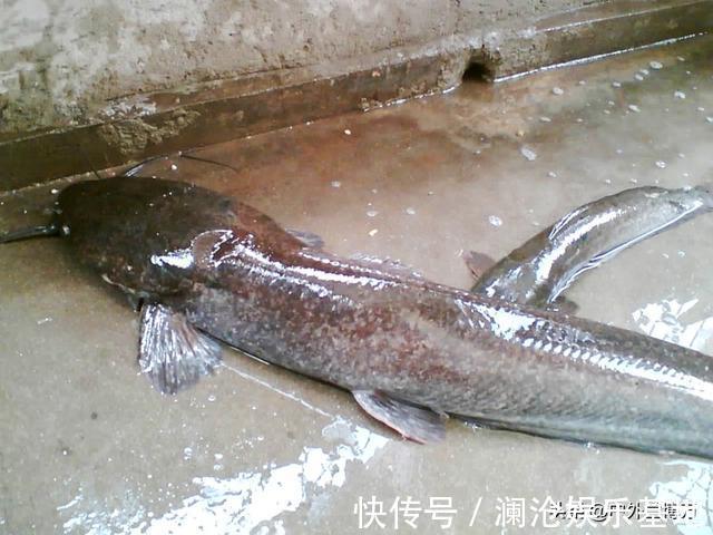 “它”经常被人错认，已泛滥成灾，且不能食用