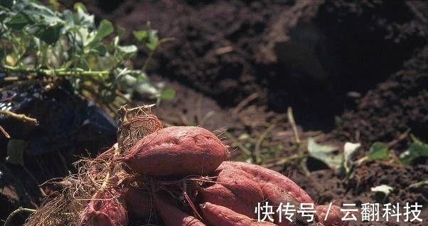 日常生活中|这4种蔬菜对眼睛很好,养肝又明目,老人和孩子要多吃