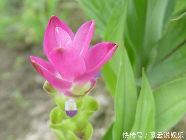 非自然|生在土里的荷花,开花一大朵,样子别致花期长,种一棵就赚了