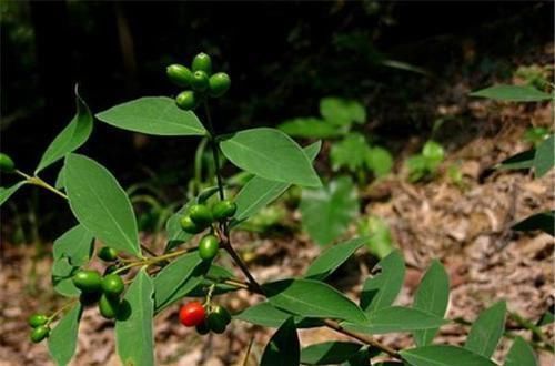 这野草很像人参，农民当杂草除掉，殊不知是皇帝常用的“鬼辣椒”