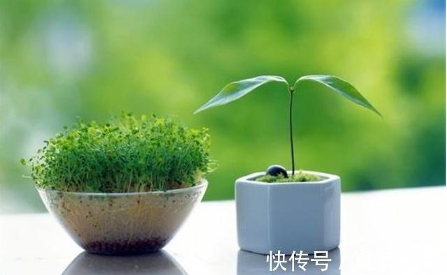 如何让家里更加的清新4个地方摆放绿植,给你带来不一样的感觉