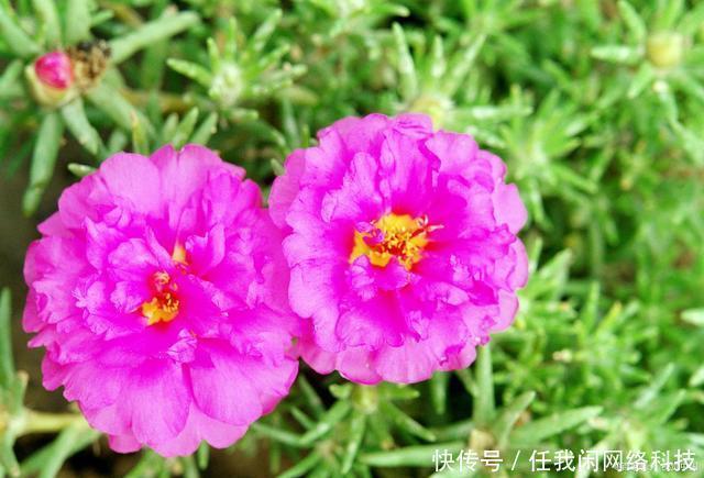 太阳花|4种“便宜花”适合6月养,容易开爆,花期长,关键是容易养
