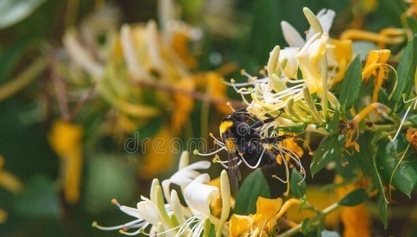 野菜|春天挖野菜,送你56种野菜大图片,带你见识不同的野菜和吃法