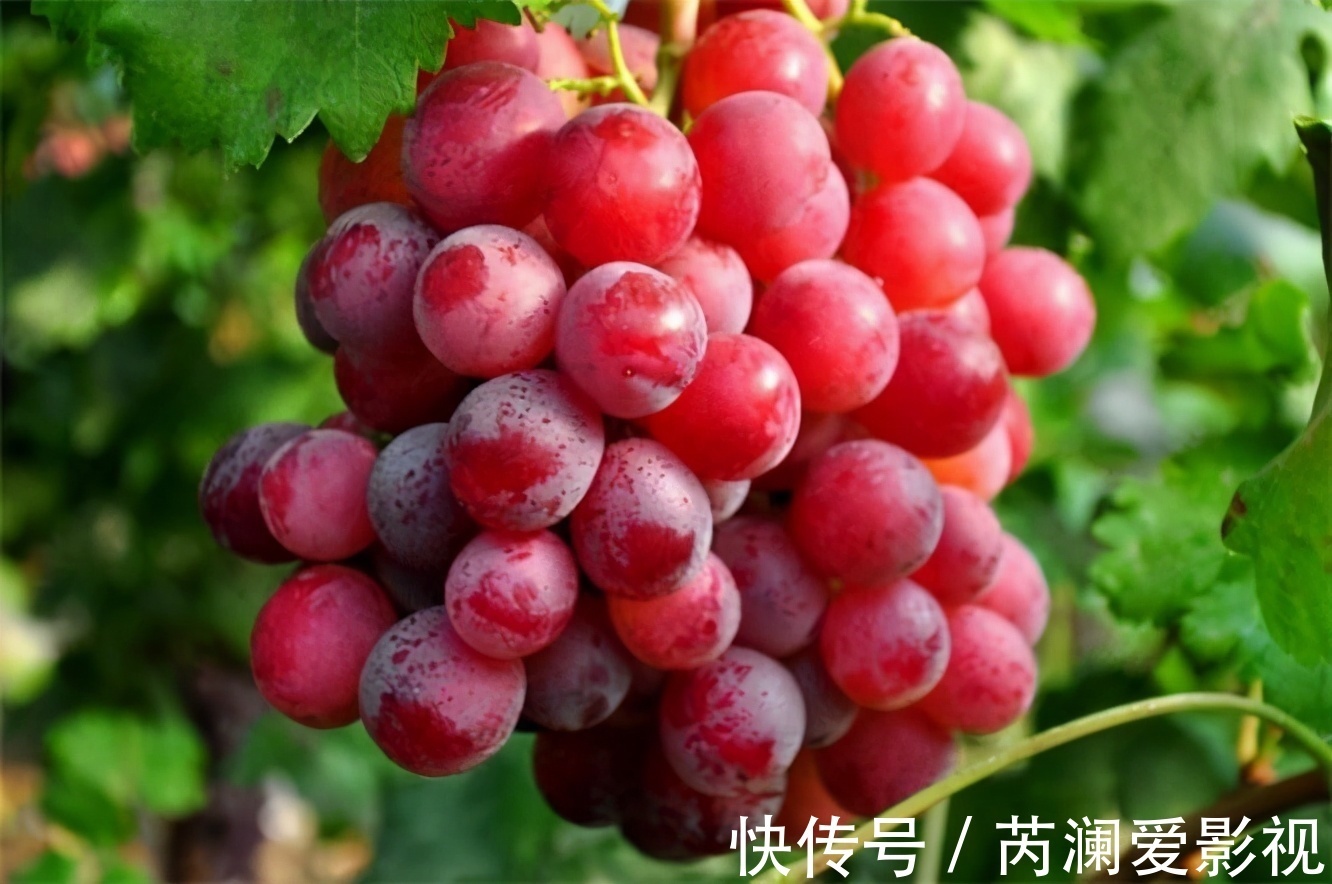 补血|女性到了中年,推荐常吃三种食物,健脑补血,降压减脂,缓解疲劳