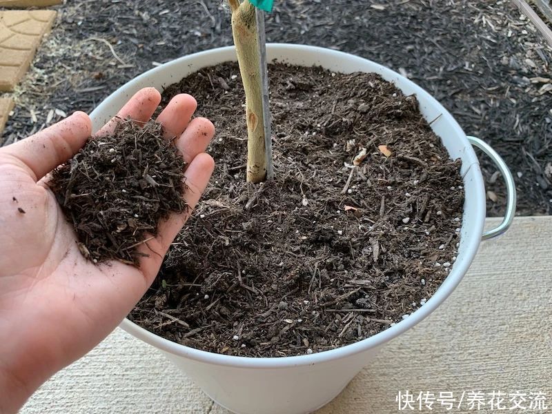 栽种|旧土养花注意4点，避免有病虫残留，有三类花不适合用旧土养