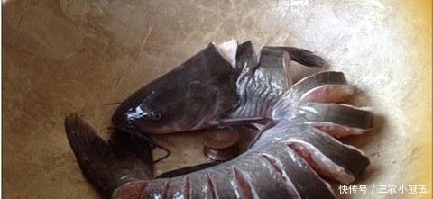 鲶鱼|秋季是钓鲶用的好季节, 野钓鲶鱼使用上面饵料和窝料比较好