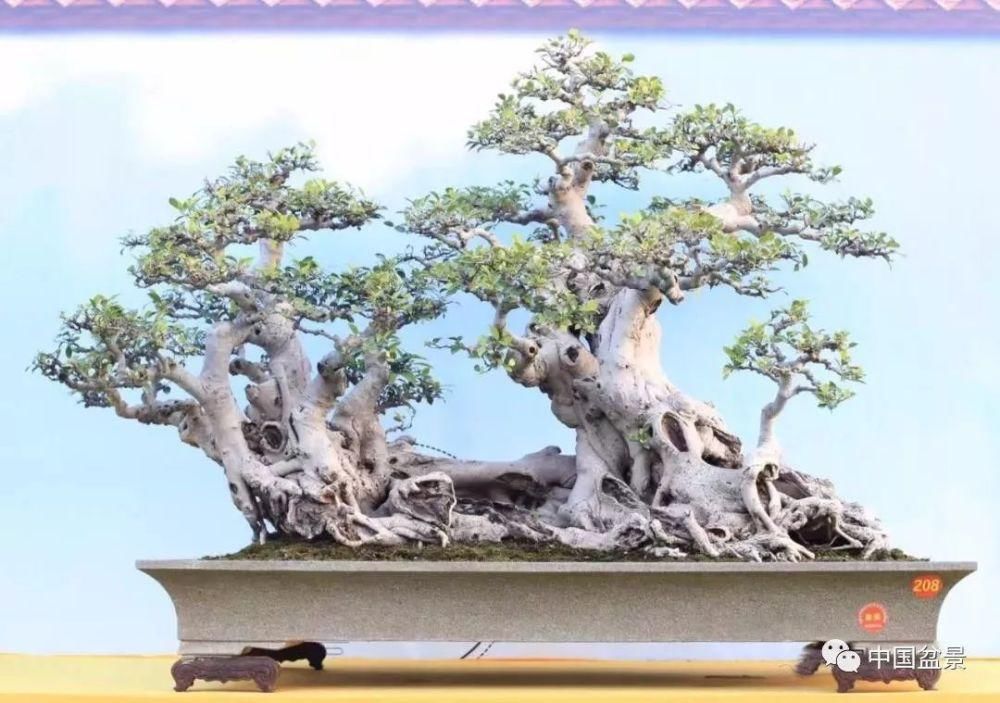 盆景,到底玩什么?