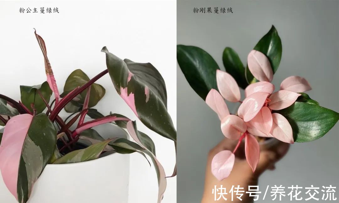 上百块一盆的粉公主蔓绿绒，比粉刚果蔓绿好太多，适合你养吗？