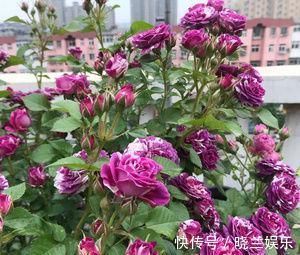 张大爷|张大爷的院子里只养1种花,一年观花200天,邻居看了都羡慕