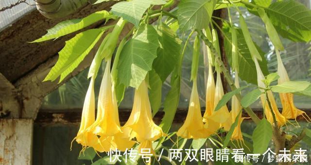 杜鹃花|被列入黑名单的花，再便宜也不要！买花需要注意的几个情况