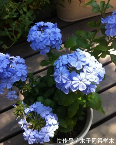 夏季|大热天什么花最耐开？此三种花“天天爆花”，开成花海