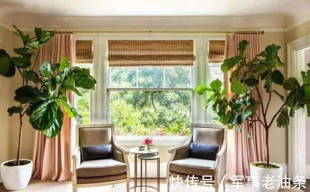 琴叶榕|6种能养人的花，越养越有“好运气”，建议养一盆