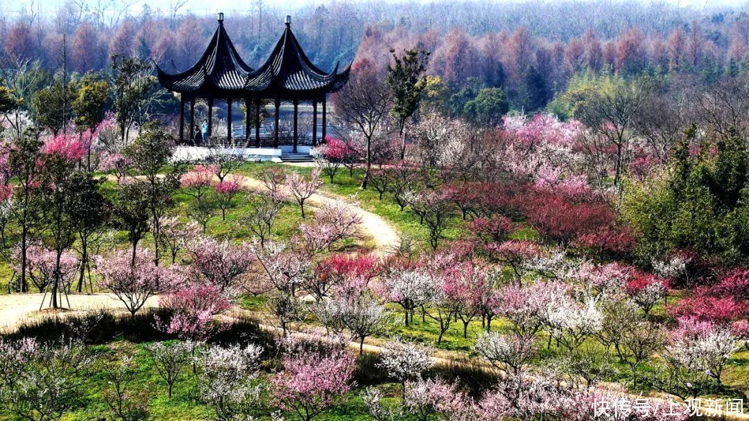 美哉！“东方美谷”第八届上海梅花节，4万株梅花在海湾国家森林公园等你来寻