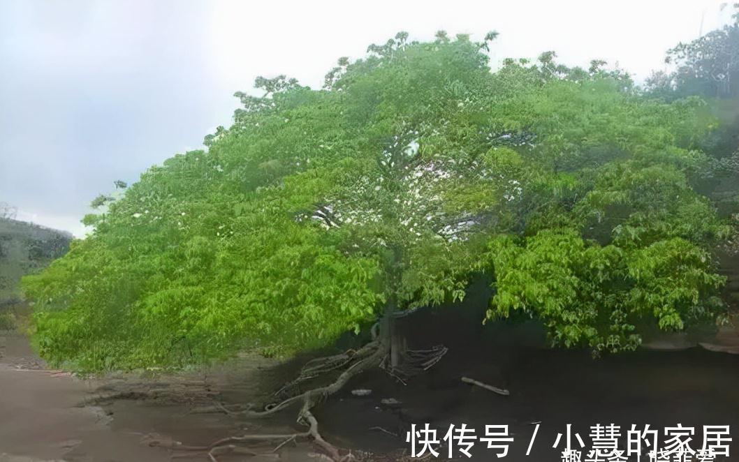 “美丽有毒”的植物，快来认识11种“毒花毒果”，不吃亏不上当