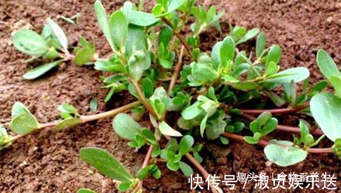 马齿苋|秋天来了,推荐多吃以下食物,排毒清肠,甩掉大肚腩,早吃早受益