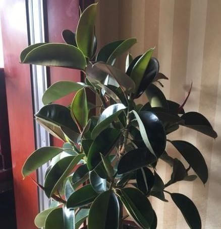 客厅养上4种花,好养又大气,叶片四季翠绿,还能净化空气