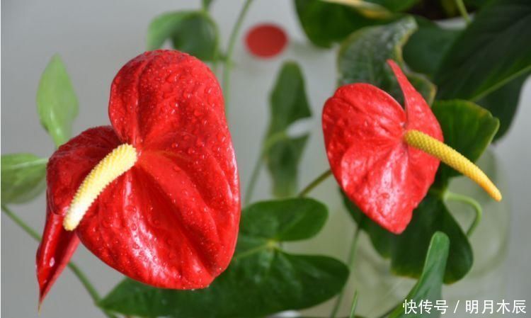 一年都能开花的四种花卉,从头开到尾,比绿萝好养,比牡丹好看