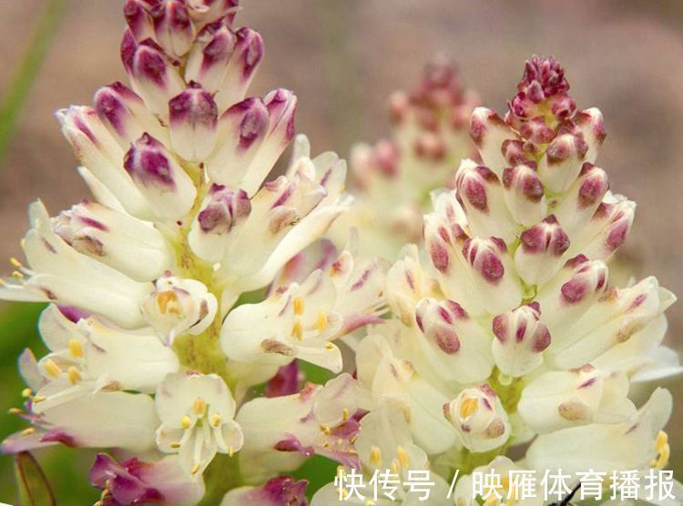 6月12日开始,养花试试这几款,花型奇特美丽,花香四溢飘满屋