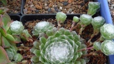 好看又好养关键还便宜,一不小心就爆盆的多肉,新手入坑必选