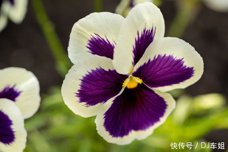 4月19日开始 养花试试这几款 花朵美丽爆出花园 绚丽多彩 粉紫色