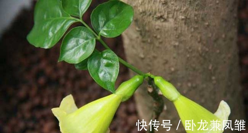 观赏|这样剪一剪，幸福树枝叶茂密绿油油，提高观赏效果！