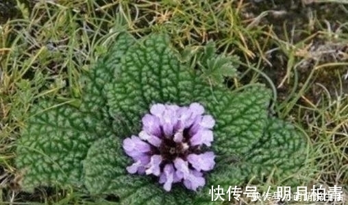 止痛|农村35一斤的癞蛤蟆草,能活血止痛,价值珍贵,却没有多少人知晓