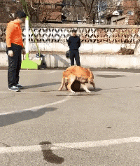 |搞笑GIF:妹子穿这么脑洞大开的衣服上街,就不觉得尴尬吗