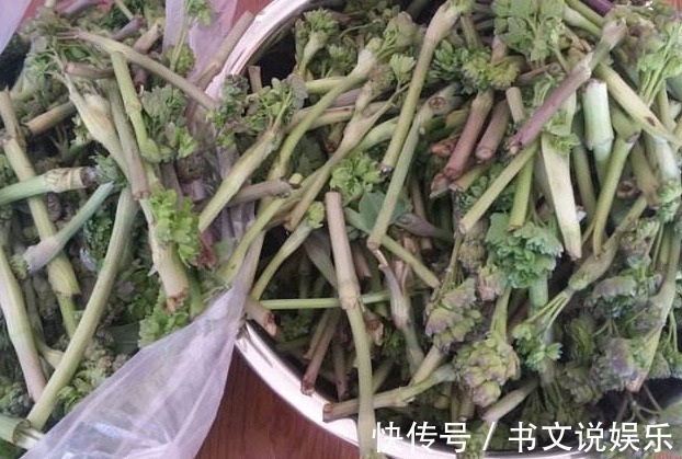 马芹|农村一种野菜，可以治头痛，可是为什么知道的人不多