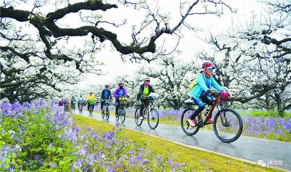 第26届中国·砀山梨花节：乡村振兴春风来 千树万树梨花开