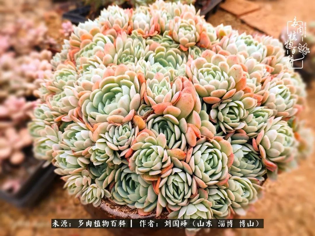 贵的不一定是对的，你的多肉究竟值多少钱附冬季养护攻略！