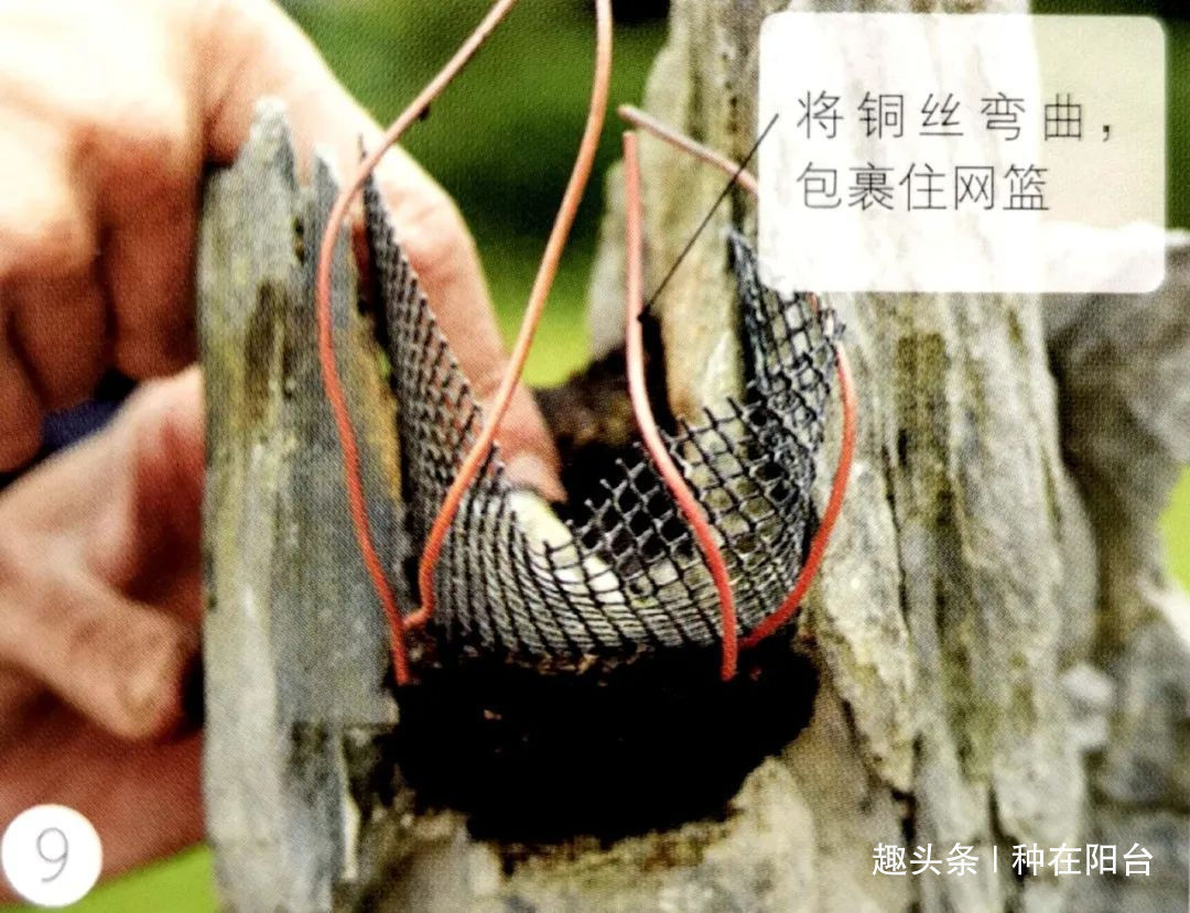 网篮|山水盆景不是非“水”不可，看山石与树木如何演绎一道山水盆景！