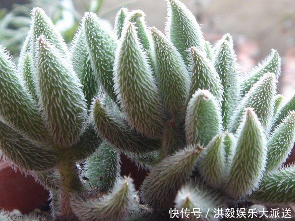 琉璃殿|这几种多肉最怕晒,晒一盆死一盆,夏天一定做好防晒工作