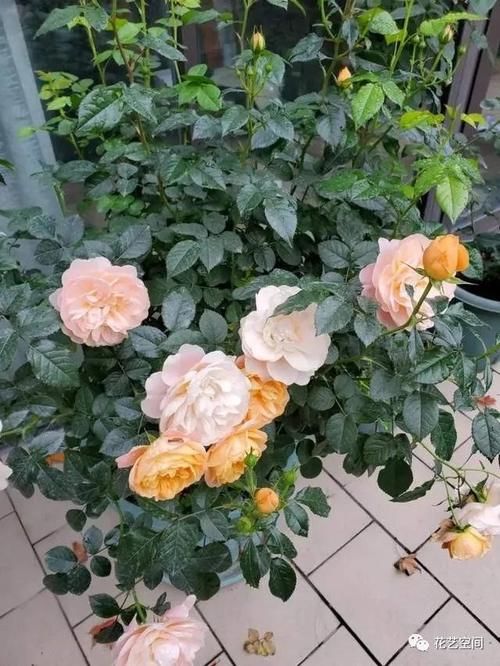 缩短生根时|扦插繁殖花卉时,用2种小药片,一个星期就生根,越养越旺盛!