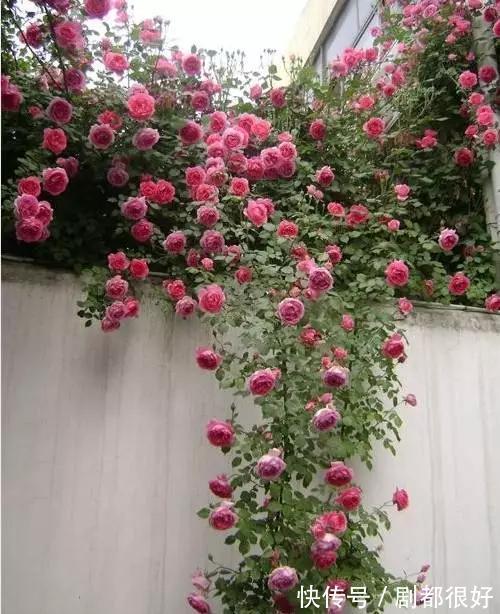 爬藤植物|花开一面墙，花落一路香，一棵爬藤植物的花海