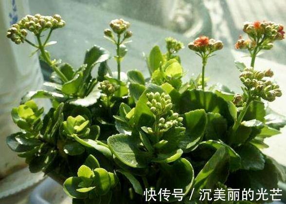 秋季养花草，用鸡蛋黄、蛋壳补充营养动手前需这样处理