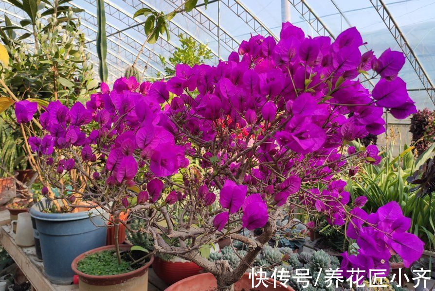 透气性|三角梅开花少甚至不开花？做好六个“保证”试试，想不开花都难