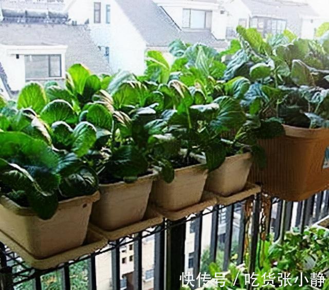6种绿叶菜,“菜根”不要扔,种到花盆里,20天左右就能摘着吃