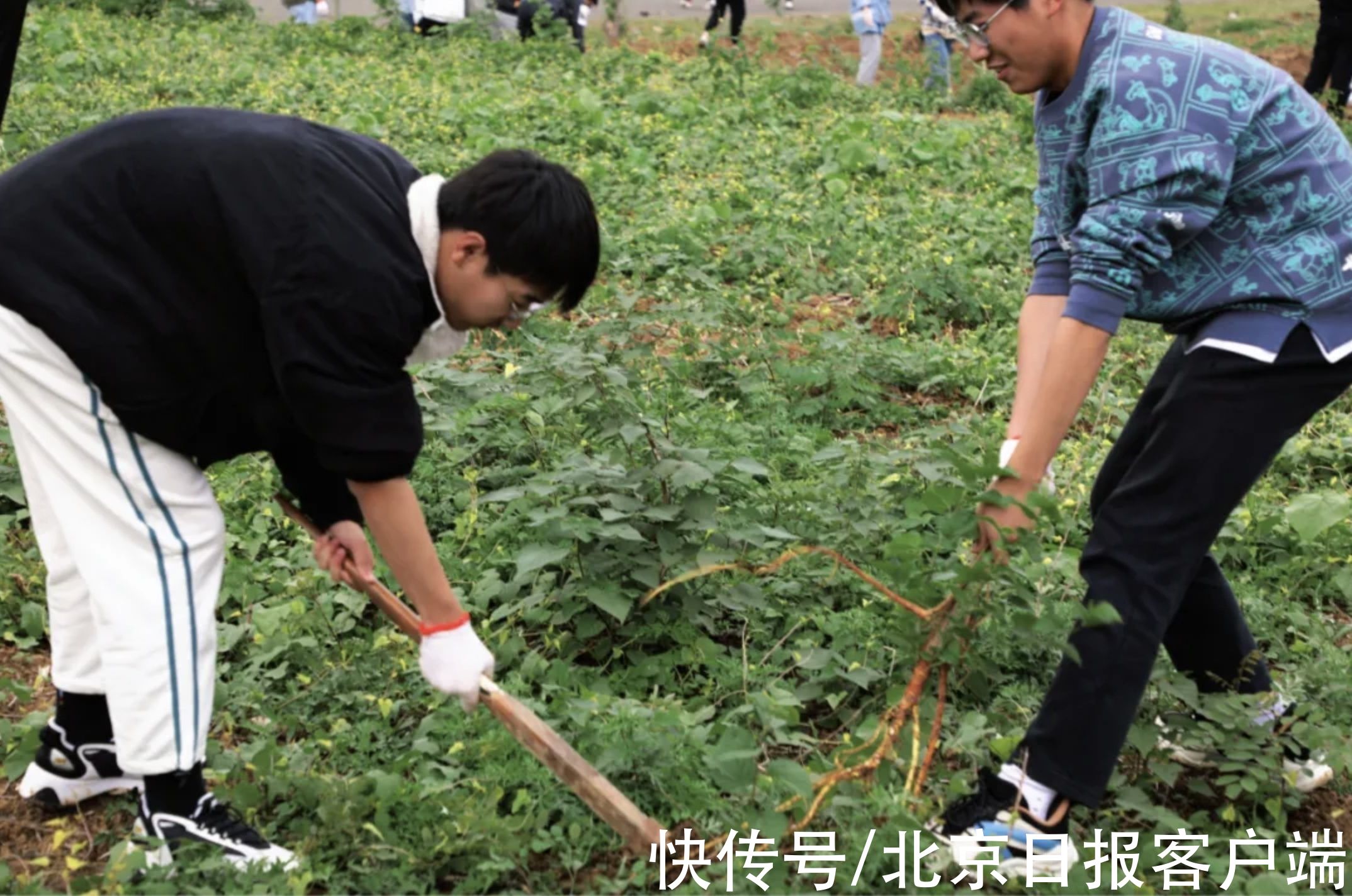 劳动课|武汉一所大学开了门必修课，每个学生都要下地种田