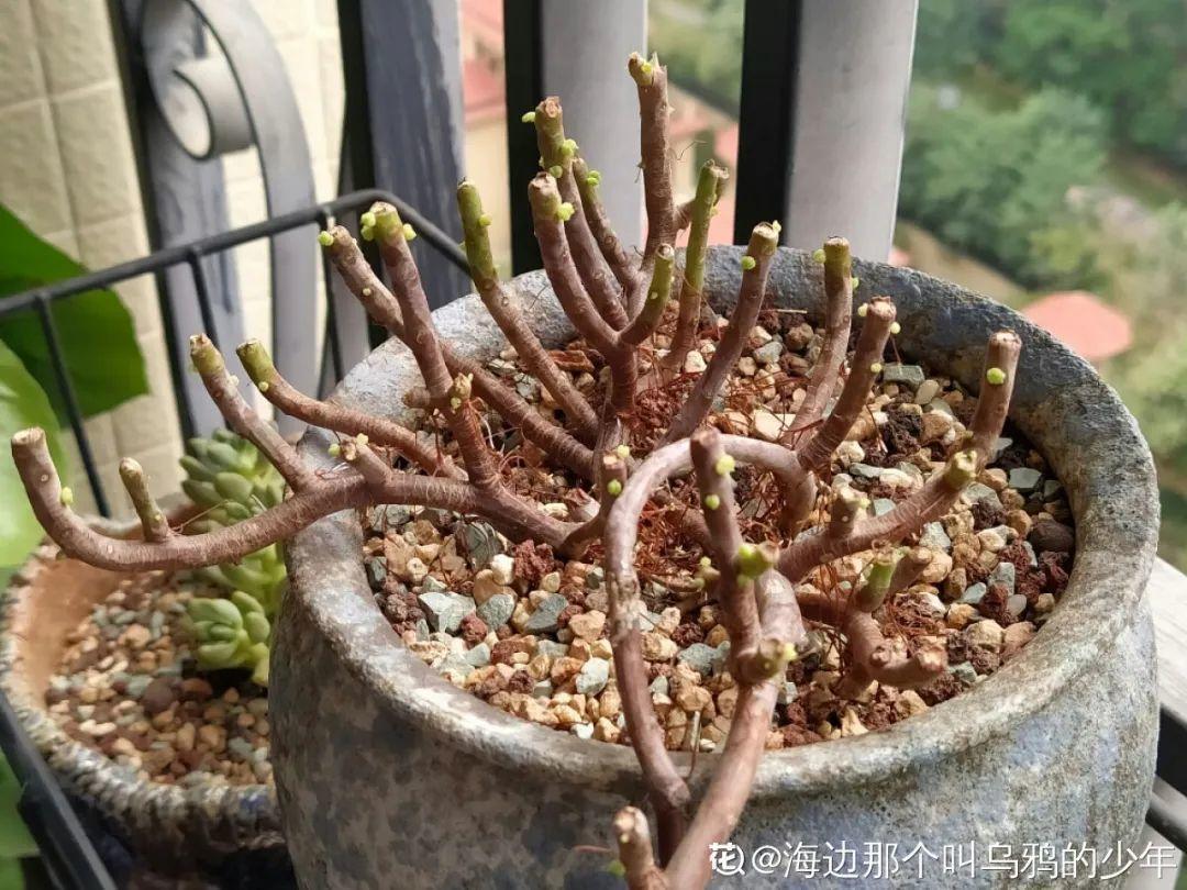 叶子|20种花，天凉了赶紧剪，来年开花有多又艳！