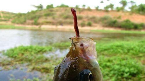 钩尖|蚯蚓钓鱼使用小技巧,让钓鱼爱好者少走弯路
