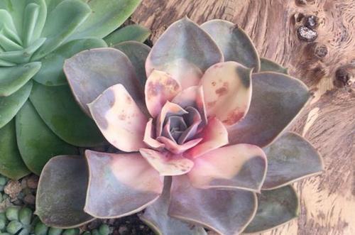 4种多肉植物,再便宜也别买,养一盆死一盆,浪费钱!