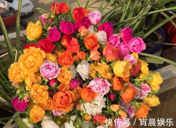 倒伏|偷偷给妈妈养的太阳花狠狠剪了个光头,一个月后开花爆盆,真值